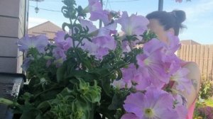 Мое летнее утро. Как правильно поливать петунии.