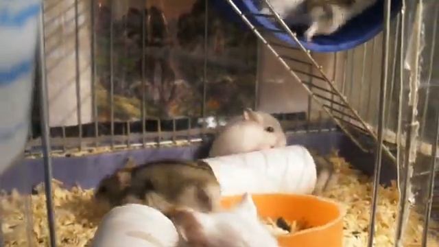[littlefriend] Хомячки джунгарики соньки 20.04.2016 смотреть онлайн