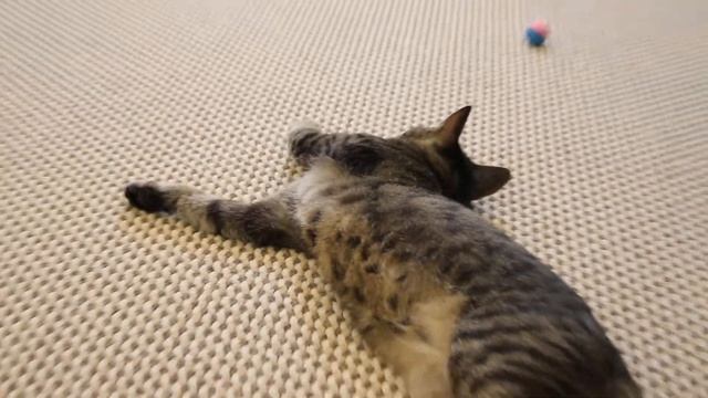 Полосатый котик