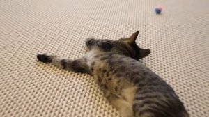 Полосатый котик