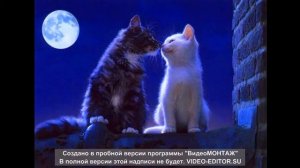 Машина времени "кошка гуляет сама по себе" music, cats.