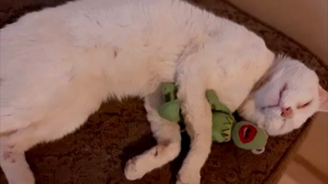 Бездомный кот умолял прохожих купить ему еды, но то что произошло дальше, просто невероятно смотреть онлайн