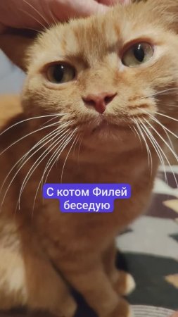 Разговор с котом Филей.
Частенько мы с ним беседуем. Любит он это дело.