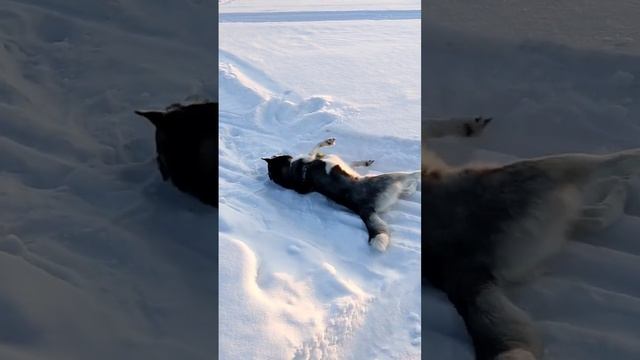 когда чешется спинка у хасяюшки...#фуфикАльфа #хаскиголубыеглазки