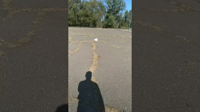 Пушок и поводок🐕 смотреть онлайн