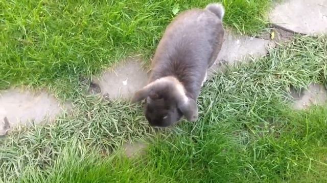 Кролик бублик играет в мячик и бегает за ним смотреть онлайн