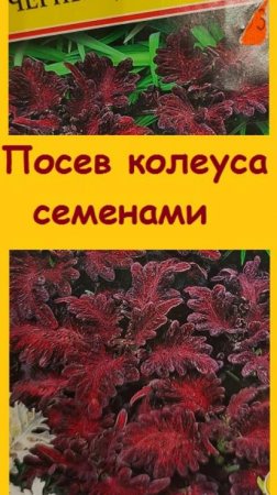 Посеяла КОЛЕУС "ЧЕРНЫЙ ДРАКОН" - очень сложный в выращивании, но красивый"