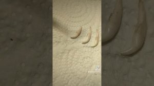 почему не выпадают молочные зубы у щенков #ветеринария #ветклиника #собака #врек