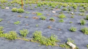 Я ТАК РАССТРОИЛАСЬ ЗАЧЕМ СОЖГЛА ВСЕ ШЛЯПЫ Шиндр Мындр @ShindrMindr_Official