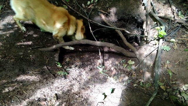 Работа лайки