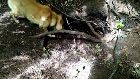 Работа лайки