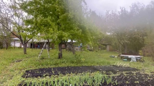 Бочки для полива растений в теплице. Установила на северной стороне. Пришлось переделывать грядки.