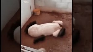 Гонки по кругу