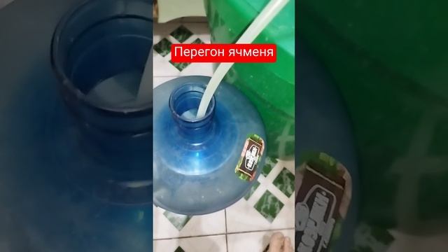 Ячмень прямоток