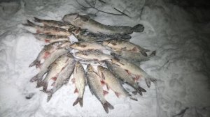 Несмотря на непогоду ловим рыбу на Печоре \ С каждым разом улов всё лучше \ 04.12.24