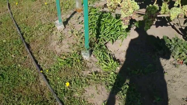 Виноград. Осы, шершни , птицы.... смотреть онлайн