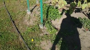 Виноград. Осы, шершни , птицы....