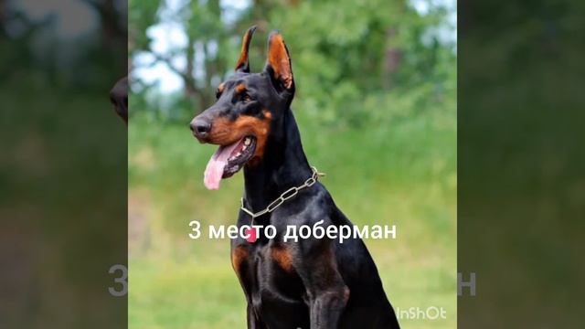топ 5 самых лучших пород собак для охраны дома