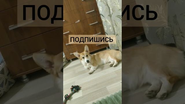 ПОДПИШИСЬ💕 #корги смотреть онлайн