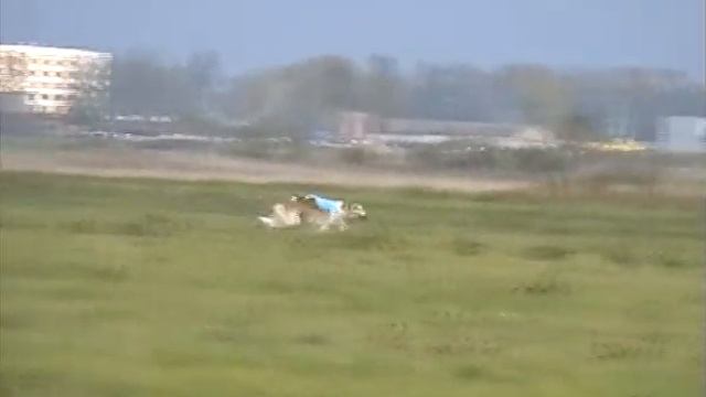 Курсинг CACL 2007 Санкт-Петербург - Шелк Сев.Венец смотреть онлайн