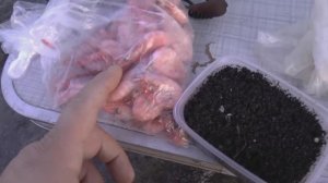 ЗАКИНУЛ РЫБЕ РАЗЛИЧНЫХ ДЕЛИКАТЕСОВ, И ВОТ ЧТО ПОЛУЧИЛОСЬ! Рыбалка в ноябре на Волге.