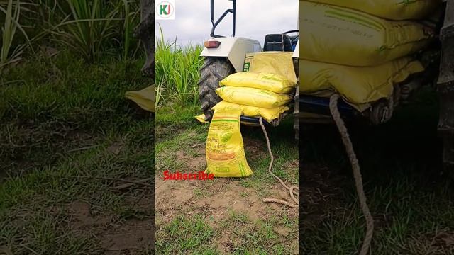 urea farming sugarcane urea youtubeshort