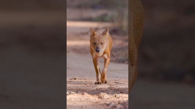 Indian Wild Dog, Dhole