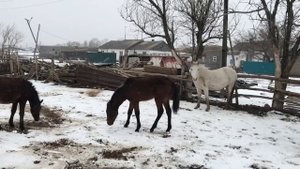 Табунное коневодство! Первый снег! Лошади.жеребец