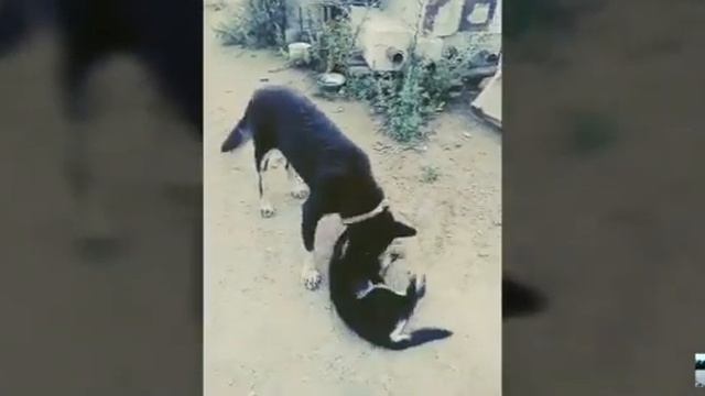 КАК ПРОВОДИЛИ СОБАКИ В СВОЙ ГОД!.. смотреть онлайн