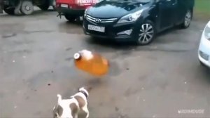 , сок чемпион топ