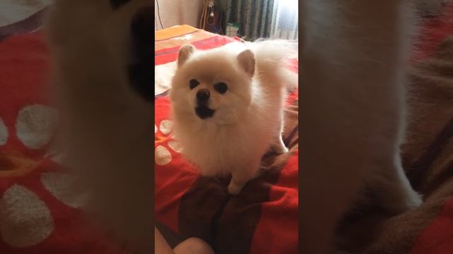 Шпиц поёт как хаска! Локи смотреть онлайн