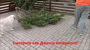 Помогаю Джессике