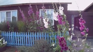 Выращивание Мальвы на Урале падалицей ( самосевом ) без полива и подкормок.