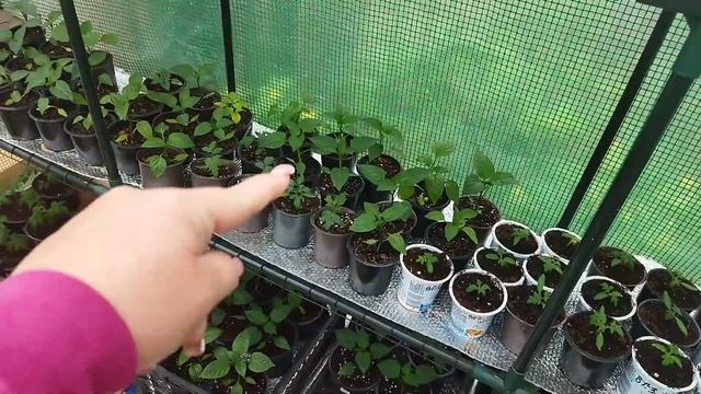 Кавуни на розсаду. Розсади багато не буває. Що в теплицях 18 квітня #теплиця #reels #розсада