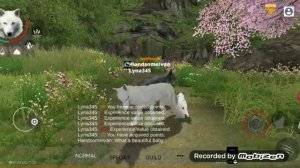 WOLF ONLINE 2 КАК ЗАВЕСТИ ВОЛЧАТ