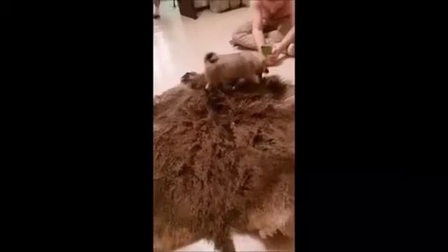 20 ноября 2019 г. смотреть онлайн