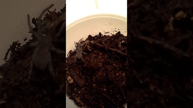 Costa rican Zebra sling (aphonopelma seemanni) eating смотреть онлайн