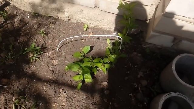 ЗАКОН ВЫЖИВАНИЯ В НАШЕМ СЕЛЕ 8.05.2019 смотреть онлайн