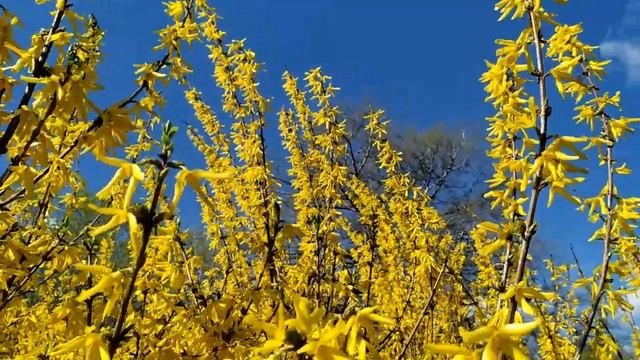 Доверенное 501 серия русская озвучка | Нана завоевывает внимание Ямана смотреть онлайн