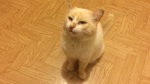 Кот облизывается