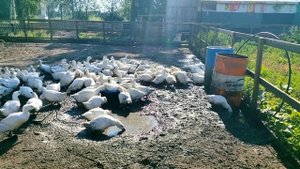 Содержание бройлерных уток в домашних условиях: кормление, водоем, пропойки... "Мое Подворье"