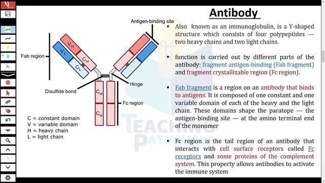 Immunology: Antibody & Its Properties | Lecture 27