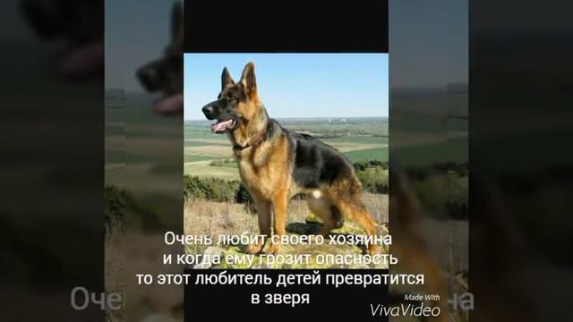 Топ 5 самых опасных пород собак в мире