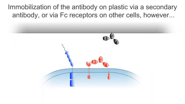 Antibody-induced signaling by CD28
