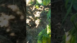 ТОМАТЫ. ТРИХОДЕРМА.  БОРНАЯ КИСЛОТА.