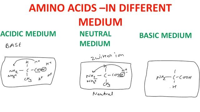 BIOMOLECULES-PROTEIN