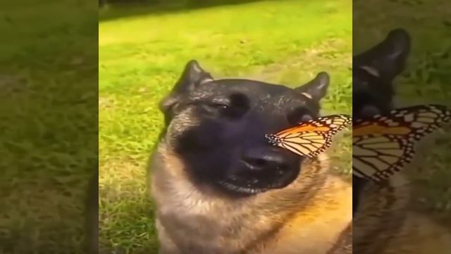 собака с бабочкой на носу 10 минут смотреть онлайн