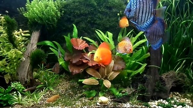 Дискусы и травник смотреть онлайн