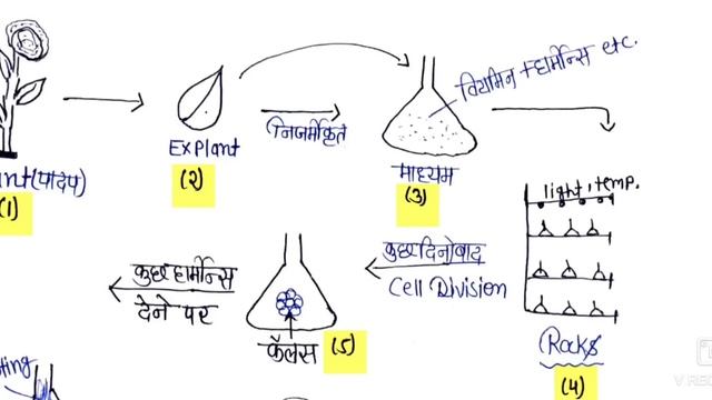 Plant tissue culture (पादप ऊतक संवर्धन) & पूर्णशक्तता (totipotency) In Hindi @botanyadda смотреть онлайн