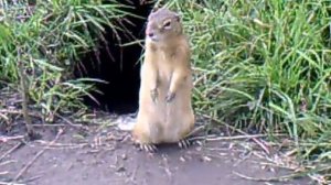 Храбрый алтайский емуранка